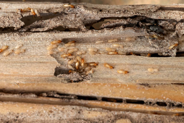 Spider Control Near Me in Spring House, PA